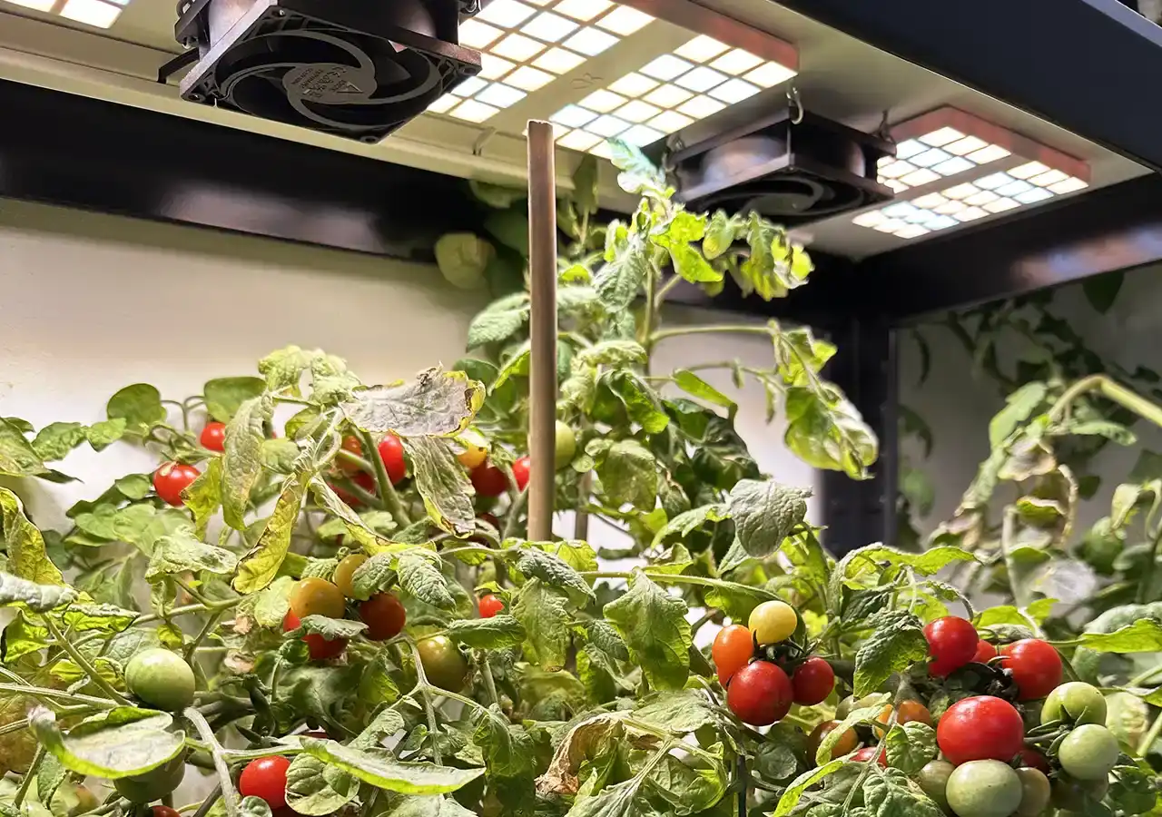 CulitKit_Light_Bajaja_1280x900