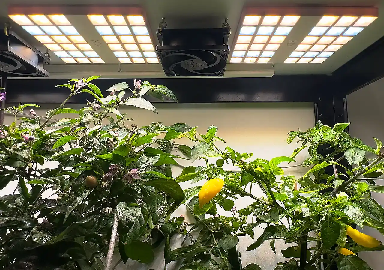 CulitKit_Light_Chili_1280x900