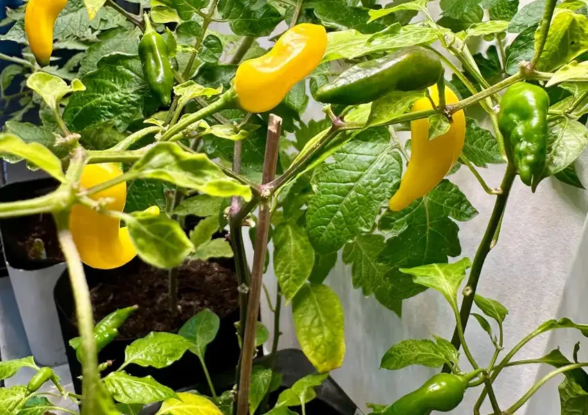 Lemon-drop_850x850